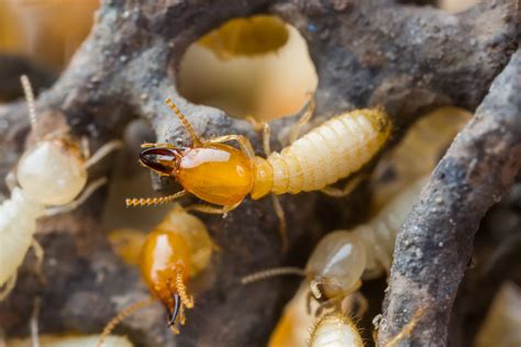subterranean termites treatment cost